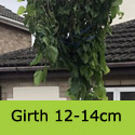 Mature Morus Alba Pendula Weeping White Mulberry Tree 12-14cm girth